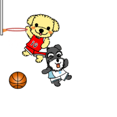 Play basketball Poodle and Schnauzer
