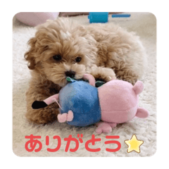 マルプーのロン