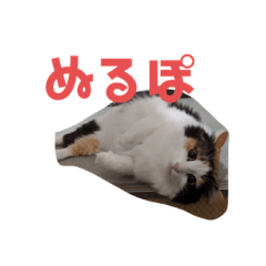 cute!chiyochan
