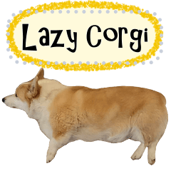 Peewee lazy Corgi