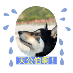 Hachi的100種生活