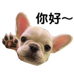 芋圓三個月日常