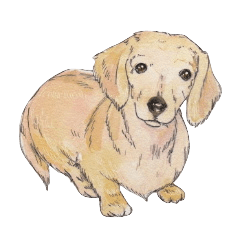 Riku of the miniature dachshund.