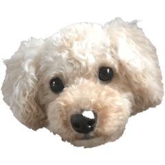 Lucy_20200428132635-2