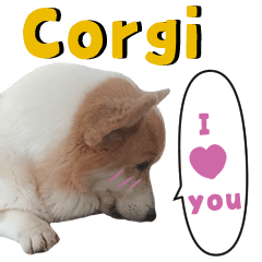 Welsh Corgi the fluffy lowrider