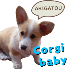 Fluffy Corgi puppy