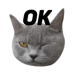 British shorthair Yuzu #1