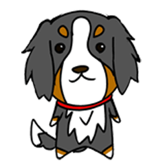 Bernese Mountain Dog M-SAKU