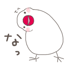 関西弁の白文鳥　2
