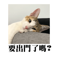 泡泡貓日常