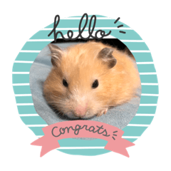 kanae_sora_umi_hamchan_202004_spring