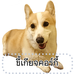 ขี้เกียจคอร์กี้ Corgi