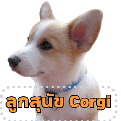 ลูกสุนัข corgi น่ารัก