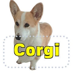 ขี้เกียจคอร์กี้ Corgi 2