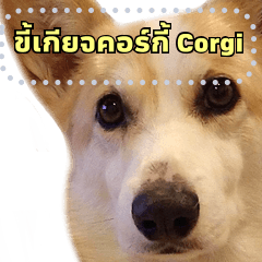 corgi ขี้เกียจน่ารัก