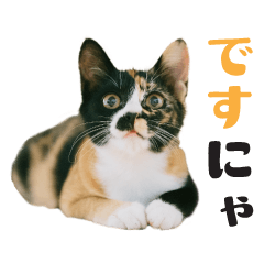 ちびっこ三毛・子猫の写真スタンプ 日本語
