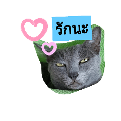 cute cool korat cat