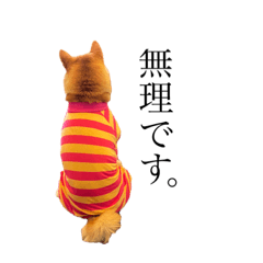 KURUMI_SHIBADOG_2020