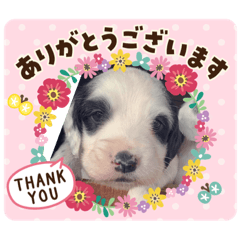 rei_dog
