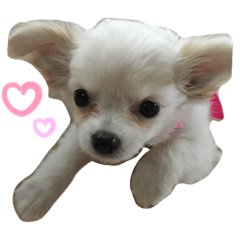mimi_20200429021239