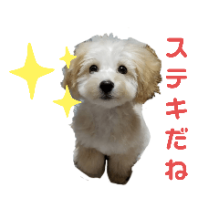 mocopipi