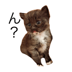 cat calling happiness