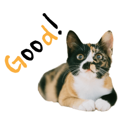 Calico kitten-Cat photo Sticker-English