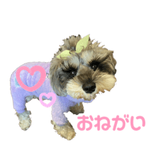 Miniature schnauzer Jill