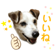 Dash_2020042915291