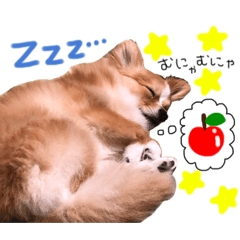 ringo_20200429203336