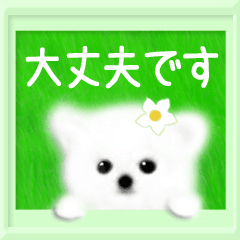 Animated message - white dog