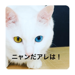 house cat od eye very cute