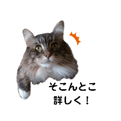 bunchan daily sticker