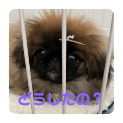 koko_20200429172122