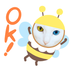 cat_22222222222222222222222222222