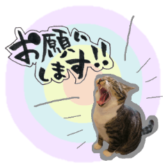 うちのこまち【猫・実写】