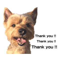 yorkshire terrier titi