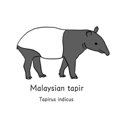 Malaysian tapir - English