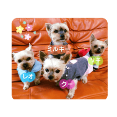 Yorkie's stamps