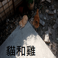 A cat and a chicken