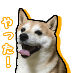 Shiba dog Kotetsu's daily stickers
