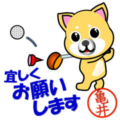 Dog called Kamei which plays golf
