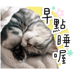 咪寶賣萌．美短喵喵