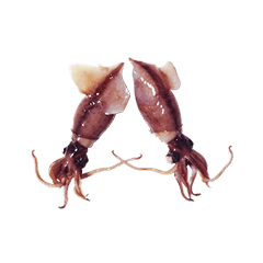 Firefly squid alphabet