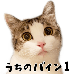 Pine - the cat part1