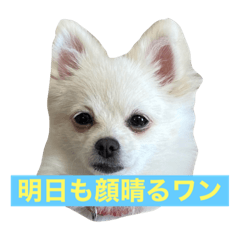 enjoying dogs