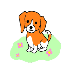 Cute beagle, Hana