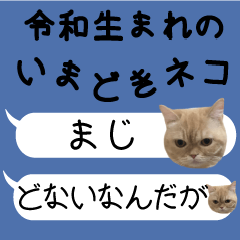 Reiwa_cat