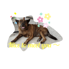 lucky dog diary 2～