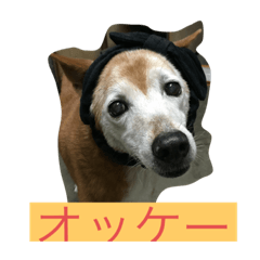 Brown Color dog Momo